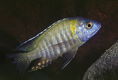 Aulonocara gertrudae 'Nkanda'